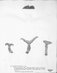 Lactifluus piperatus image